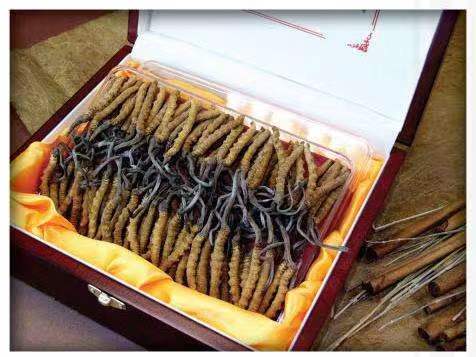 柘荣冬虫夏草回收